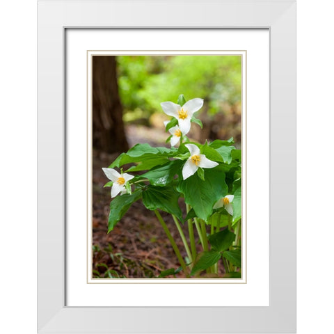 Issaquah-Washington State-USA Western Trillium wildflowers White Modern Wood Framed Art Print with Double Matting by Horton, Janet