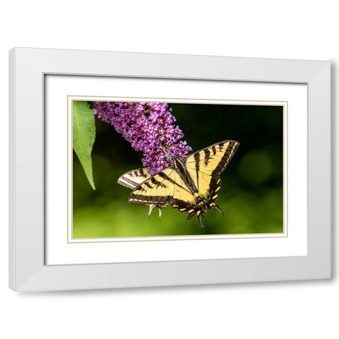 Issaquah-Washington State-USA Two Western Tiger Swallowtail butterflies White Modern Wood Framed Art Print with Double Matting by Horton, Janet
