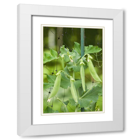Issaquah-Washington State-USA Sugar snap peas growing on a netting trellis strung between poles White Modern Wood Framed Art Print with Double Matting by Horton, Janet