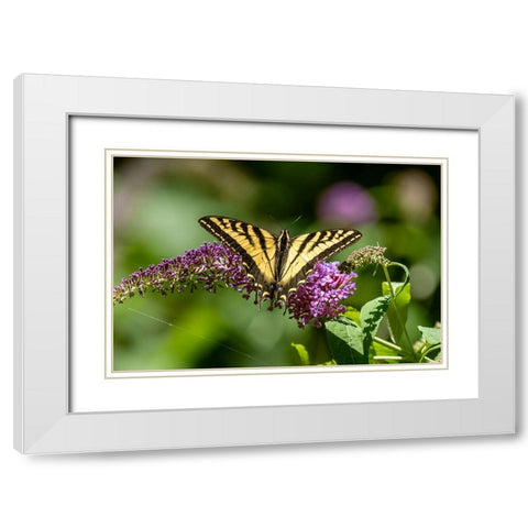 Issaquah-Washington State-USA Western Tiger Swallowtail butterfly pollinating a Butterfly Bush White Modern Wood Framed Art Print with Double Matting by Horton, Janet