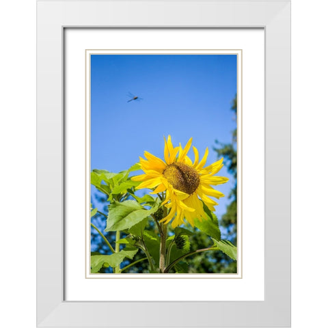 Bellevue-Washington State-USA Dragonfly in flight over sunflower plant on a sunny day White Modern Wood Framed Art Print with Double Matting by Horton, Janet
