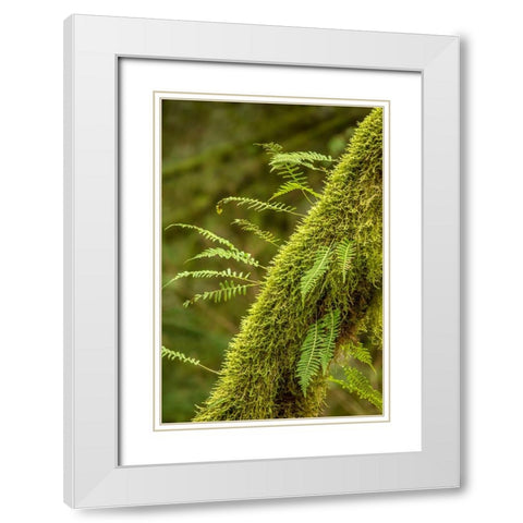 Hobart-Washington State-USA Moss-covered tree with licorice ferns growing out of it White Modern Wood Framed Art Print with Double Matting by Horton, Janet