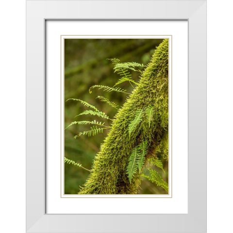 Hobart-Washington State-USA Moss-covered tree with licorice ferns growing out of it White Modern Wood Framed Art Print with Double Matting by Horton, Janet