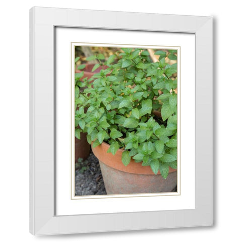 Bellevue-Washington State-USA Chocolate mint plants growing in a container garden White Modern Wood Framed Art Print with Double Matting by Horton, Janet