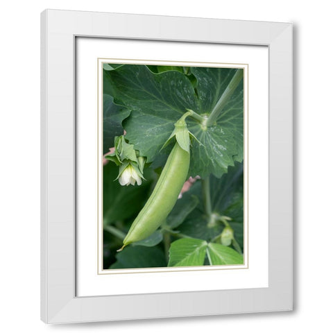 Issaquah-Washington State-USA Sugar Snap Pea plant with blossom and small pea pod White Modern Wood Framed Art Print with Double Matting by Horton, Janet