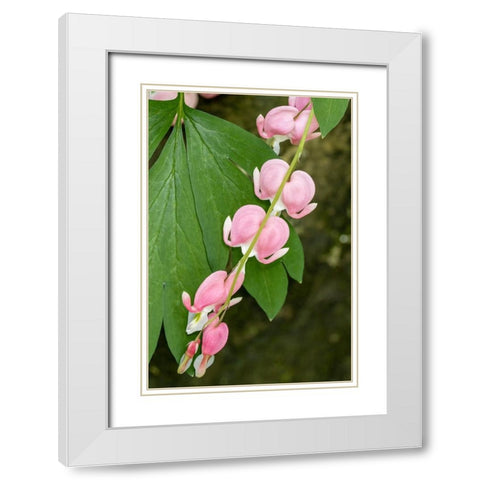 Issaquah-Washington State-USA Bleeding Heart (Lamprocapnos spectabilis) flowers White Modern Wood Framed Art Print with Double Matting by Horton, Janet