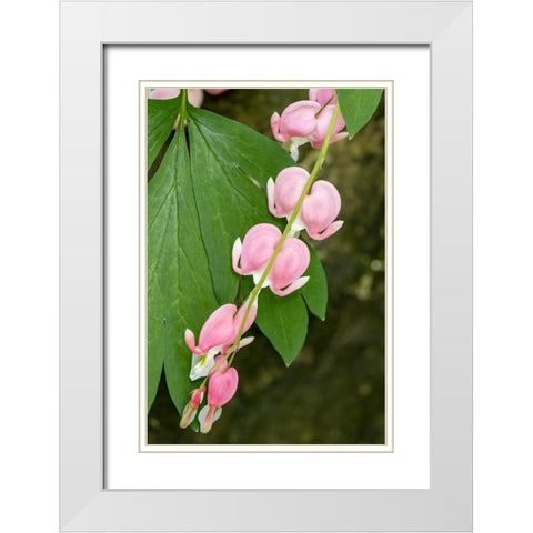 Issaquah-Washington State-USA Bleeding Heart (Lamprocapnos spectabilis) flowers White Modern Wood Framed Art Print with Double Matting by Horton, Janet