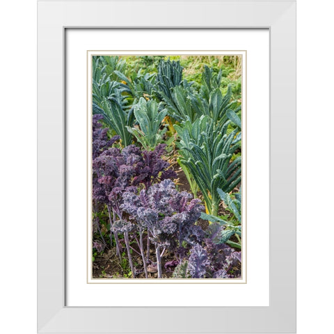 Maple Valley-Washington State-USA Redbor and Dinosaur kale growing in a garden White Modern Wood Framed Art Print with Double Matting by Horton, Janet