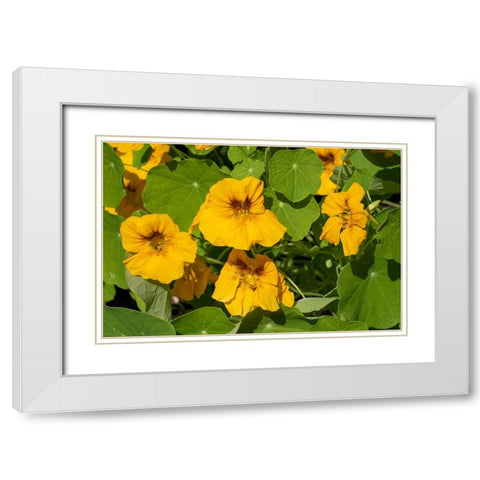 Issaquah-Washington State-USA Nasturtiums growing in and around a plant cage White Modern Wood Framed Art Print with Double Matting by Horton, Janet