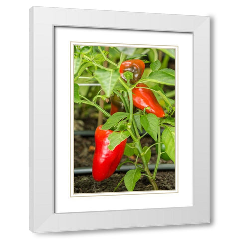 Issaquah-Washington State-USA Bellafina red sweet bell pepper plant growing White Modern Wood Framed Art Print with Double Matting by Horton, Janet