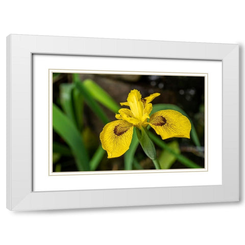 Issaquah-Washington State-USA Roy Davidson Iris plant growing in a pond White Modern Wood Framed Art Print with Double Matting by Horton, Janet