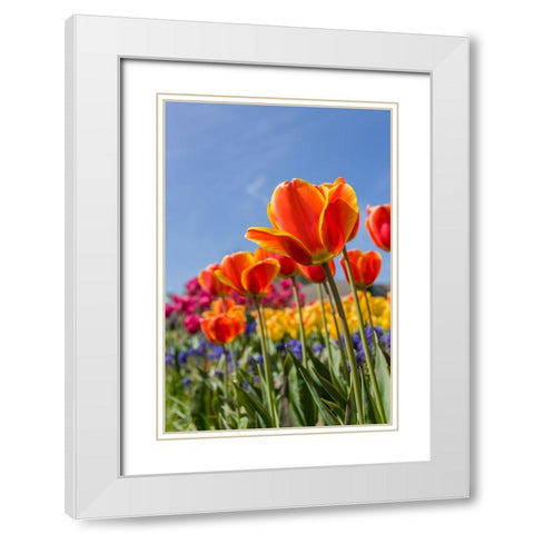 Mount Vernon-Washington State-USA Tulip garden as seen from underneath White Modern Wood Framed Art Print with Double Matting by Horton, Janet