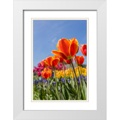 Mount Vernon-Washington State-USA Tulip garden as seen from underneath White Modern Wood Framed Art Print with Double Matting by Horton, Janet
