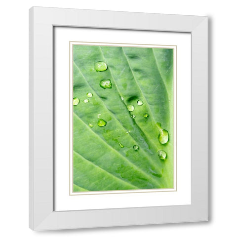 Issaquah-Washington State-USA Raindrops on Hosta Krossa Regal plant White Modern Wood Framed Art Print with Double Matting by Horton, Janet