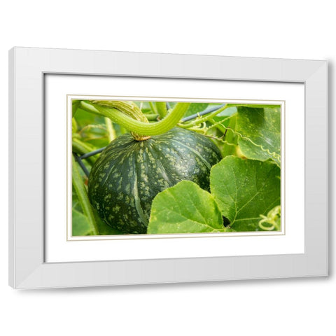 Bellevue-Washington State-USA Discus Bush Buttercup Squash growing White Modern Wood Framed Art Print with Double Matting by Horton, Janet