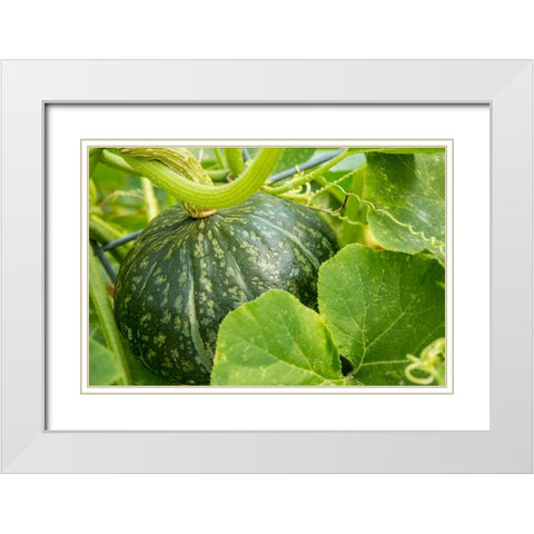 Bellevue-Washington State-USA Discus Bush Buttercup Squash growing White Modern Wood Framed Art Print with Double Matting by Horton, Janet