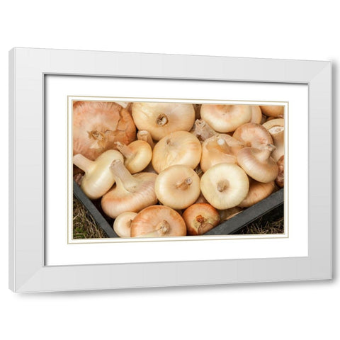 Carnation-Washington State-USA Freshly harvested Cipollini onions White Modern Wood Framed Art Print with Double Matting by Horton, Janet