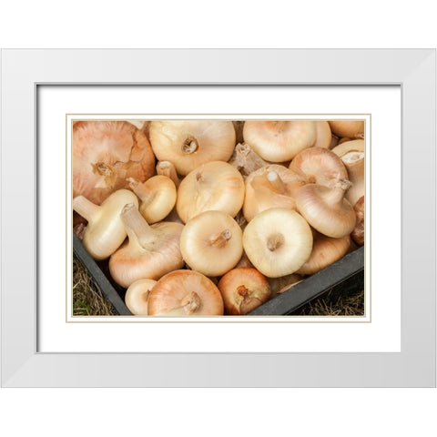 Carnation-Washington State-USA Freshly harvested Cipollini onions White Modern Wood Framed Art Print with Double Matting by Horton, Janet