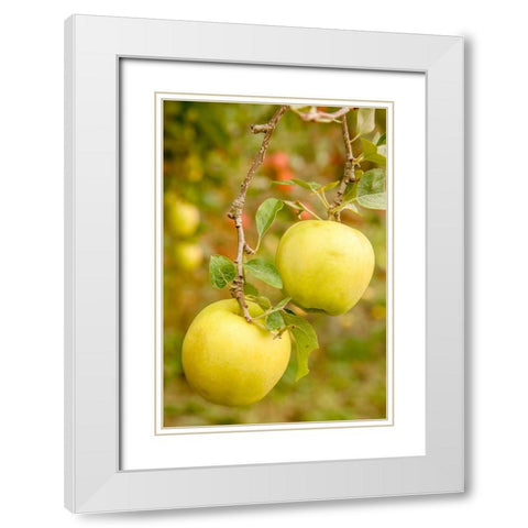 Wenatchee-Washington State-USA Golden Delicious Apples on the tree White Modern Wood Framed Art Print with Double Matting by Horton, Janet