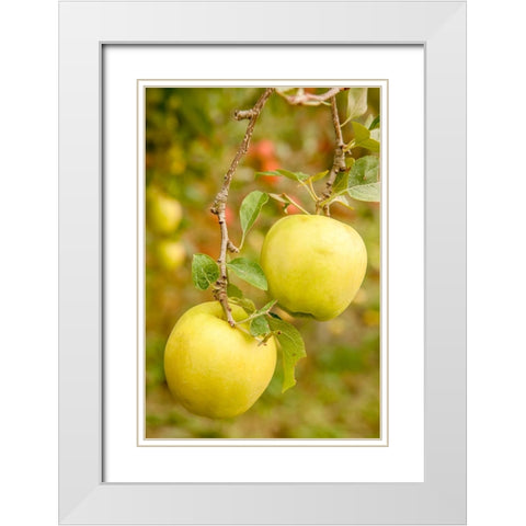 Wenatchee-Washington State-USA Golden Delicious Apples on the tree White Modern Wood Framed Art Print with Double Matting by Horton, Janet