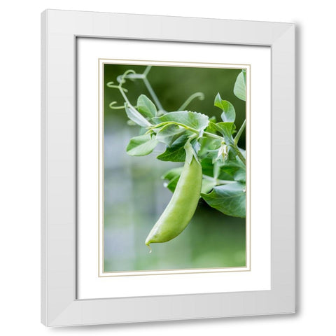 Issaquah-Washington State-USA Snow Pea plant growing in a garden White Modern Wood Framed Art Print with Double Matting by Horton, Janet