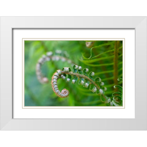 Issaquah-Washington State-USA Lady fern plant in early spring White Modern Wood Framed Art Print with Double Matting by Horton, Janet