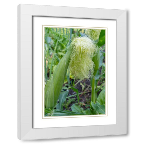 Issaquah-Washington State-USA Corn growing with a tassel White Modern Wood Framed Art Print with Double Matting by Horton, Janet