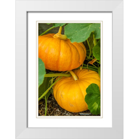 Issaquah-Washington State-USA Pumpkins ready to harvest White Modern Wood Framed Art Print with Double Matting by Horton, Janet