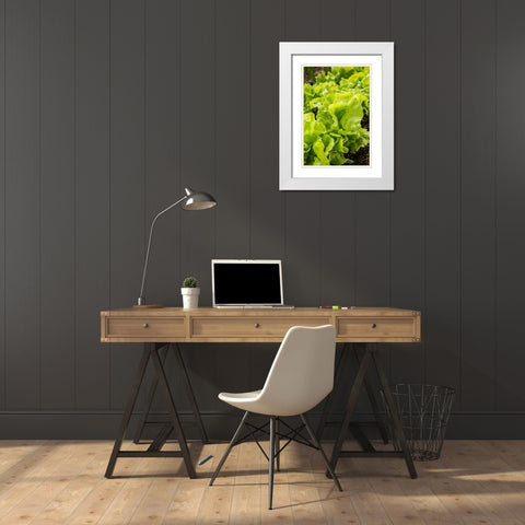 Issaquah-Washington State-USA Tom Thumb lettuce plants White Modern Wood Framed Art Print with Double Matting by Horton, Janet