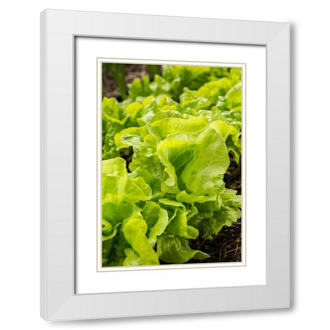 Issaquah-Washington State-USA Tom Thumb lettuce plants White Modern Wood Framed Art Print with Double Matting by Horton, Janet