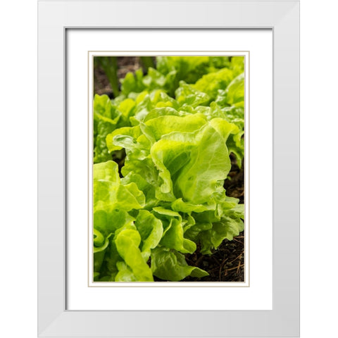 Issaquah-Washington State-USA Tom Thumb lettuce plants White Modern Wood Framed Art Print with Double Matting by Horton, Janet