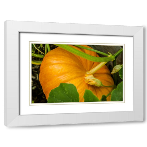 Issaquah-Washington State-USA Pumpkin ready to harvest White Modern Wood Framed Art Print with Double Matting by Horton, Janet