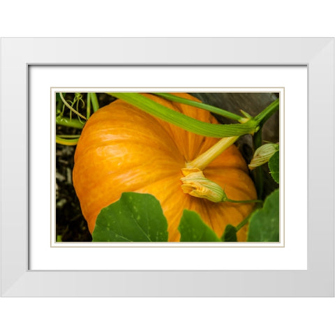 Issaquah-Washington State-USA Pumpkin ready to harvest White Modern Wood Framed Art Print with Double Matting by Horton, Janet