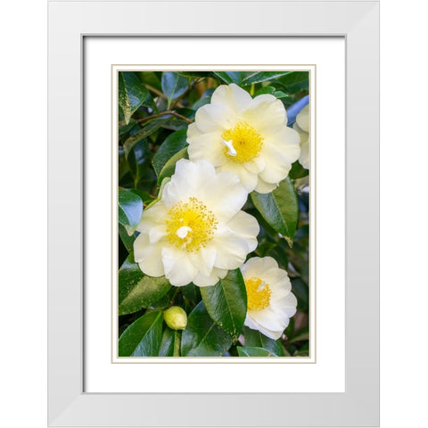 Issaquah-Washington State-USA Flowering Camellia bush White Modern Wood Framed Art Print with Double Matting by Horton, Janet