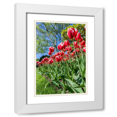 Mount Vernon-Washington State-USA Tulip garden White Modern Wood Framed Art Print with Double Matting by Horton, Janet