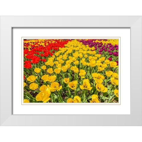 Mount Vernon-Washington State-USA Tulip garden White Modern Wood Framed Art Print with Double Matting by Horton, Janet