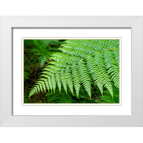 Issaquah-Washington State-USA Lady Fern frond White Modern Wood Framed Art Print with Double Matting by Horton, Janet
