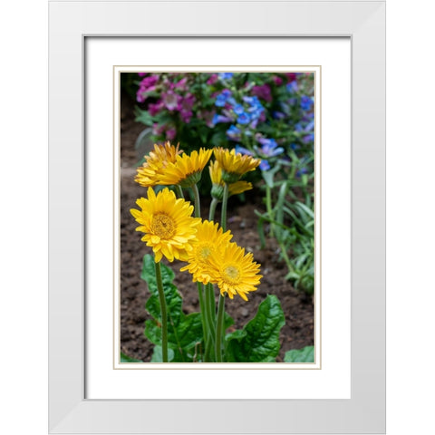 Issaquah- Washington State- USA. Garvinea Sweet Smile Gerber Daisies (yellow flowers). White Modern Wood Framed Art Print with Double Matting by Horton, Janet