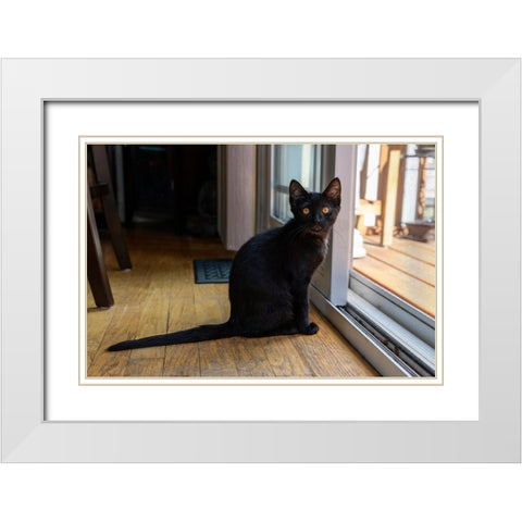 Two month old black kitten sitting by a sliding glass door  White Modern Wood Framed Art Print with Double Matting by Horton, Janet
