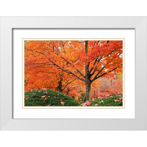 Renton- Washington State- USA. Colorful red maple trees in Autumn White Modern Wood Framed Art Print with Double Matting by Horton, Janet