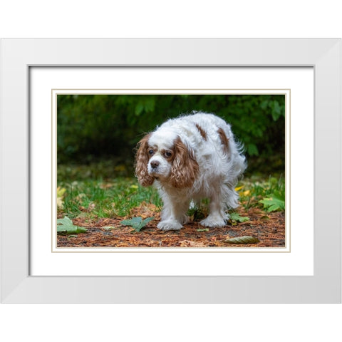Issaquah- Washington State- USA. Sad-looking- elderly Cavalier King Charles Spaniel White Modern Wood Framed Art Print with Double Matting by Horton, Janet