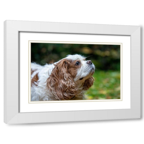 Issaquah- Washington State- USA. Elderly Cavalier King Charles Spaniel sniffing the air. White Modern Wood Framed Art Print with Double Matting by Horton, Janet