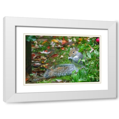 Issaquah- Washington State- USA. Western grey squirrel on the ground eating a nut White Modern Wood Framed Art Print with Double Matting by Horton, Janet