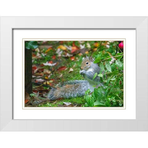 Issaquah- Washington State- USA. Western grey squirrel on the ground eating a nut White Modern Wood Framed Art Print with Double Matting by Horton, Janet