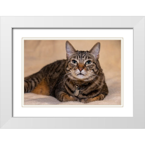 Issaquah- Washington State- USA. Ten year old American short-haired cat. White Modern Wood Framed Art Print with Double Matting by Horton, Janet