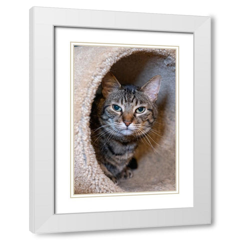 Issaquah- Washington State- USA. Ten year old American short-haired cat. White Modern Wood Framed Art Print with Double Matting by Horton, Janet