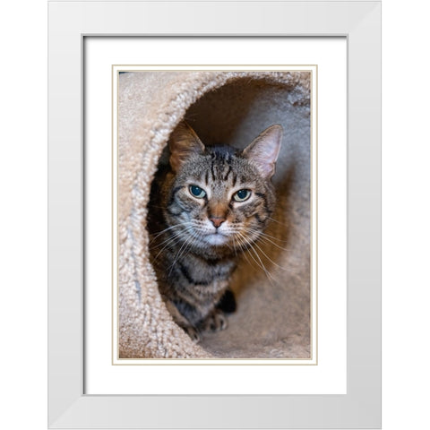 Issaquah- Washington State- USA. Ten year old American short-haired cat. White Modern Wood Framed Art Print with Double Matting by Horton, Janet