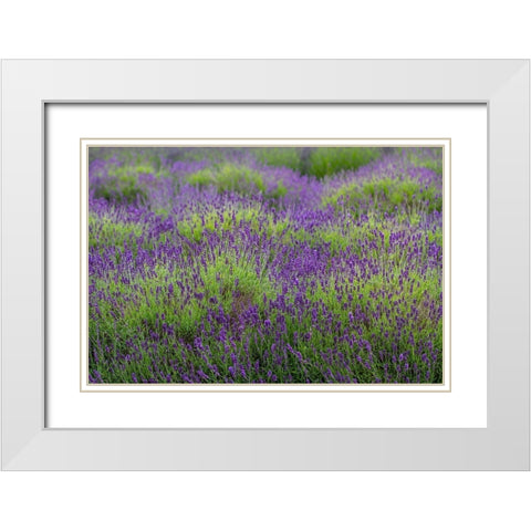 Bremerton-Washington State-lavender garden White Modern Wood Framed Art Print with Double Matting by Sienda, Jolly