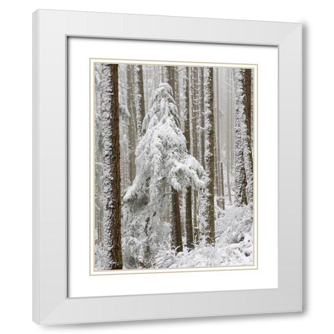 Washington State Tiger Mountain-snow covered trees White Modern Wood Framed Art Print with Double Matting by Wild, Jamie and Judy