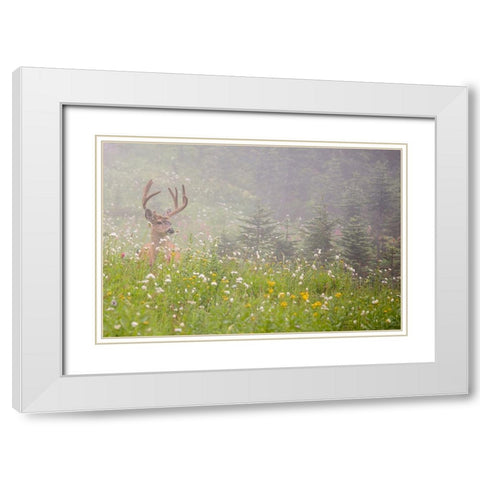 WA-Mount Rainier National Park-Black-tailed deer buck in wildflower meadow-Odocoileus hemionus White Modern Wood Framed Art Print with Double Matting by Wild, Jamie and Judy